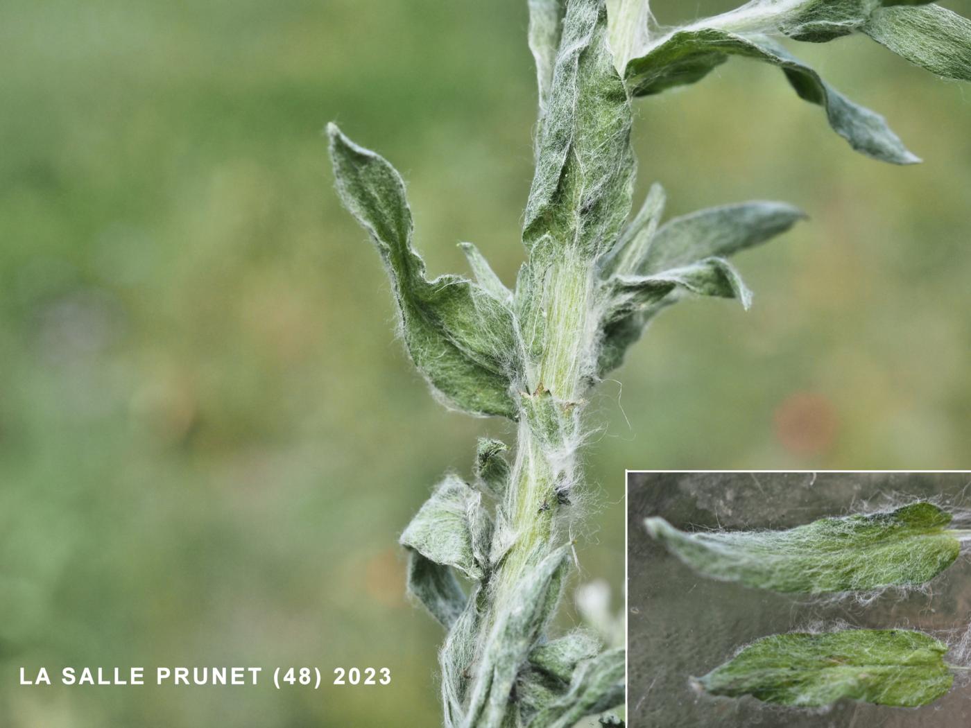 Cudweed, Common leaf